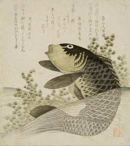 池塘植物之间的鲤鱼